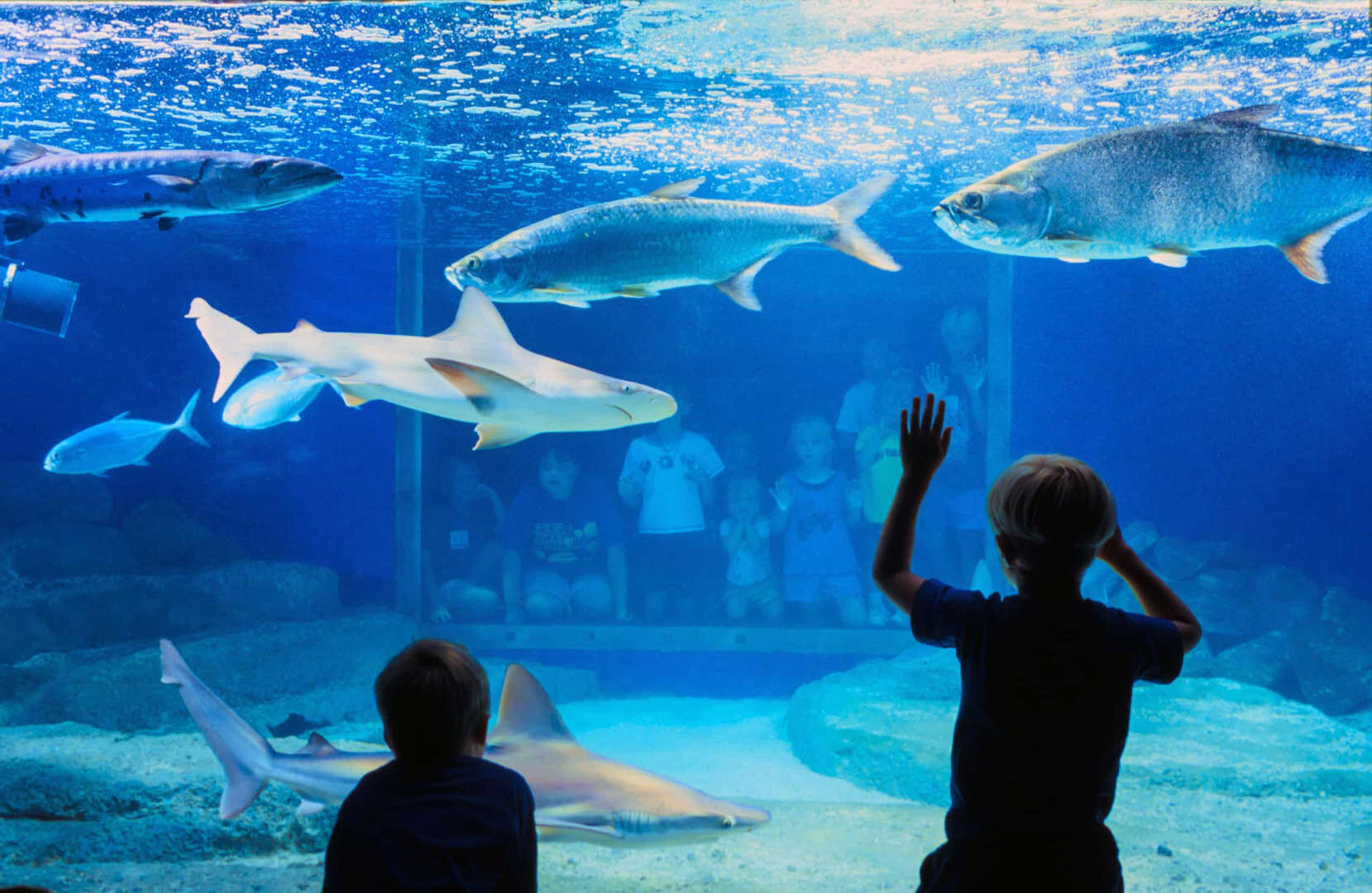 SEVERNI KAROLINA-NORTH  CAROLINA AQUARIUMS.jfif